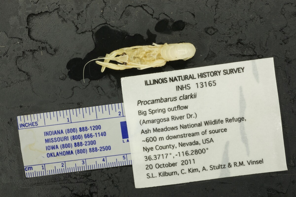 Procambarus clarkii image